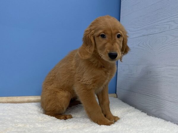 Golden Retriever DOG Female Dark Golden 21450 Petland Batavia, Illinois