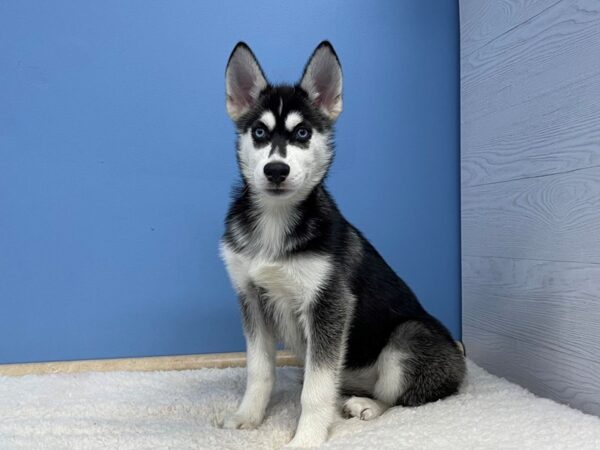 Siberian Husky Dog Female Black / White 21469 Petland Batavia, Illinois