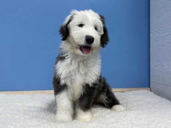 Old English Sheepdog DOG Female Gray / White 21467 Petland Batavia, Illinois