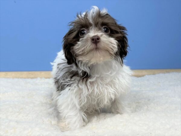 Havanese DOG Female Chocolate 21478 Petland Batavia, Illinois