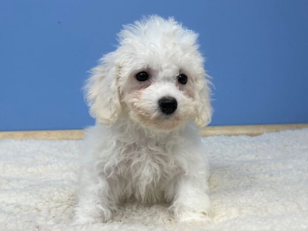 Bichon Frise DOG Female White 21476 Petland Batavia, Illinois