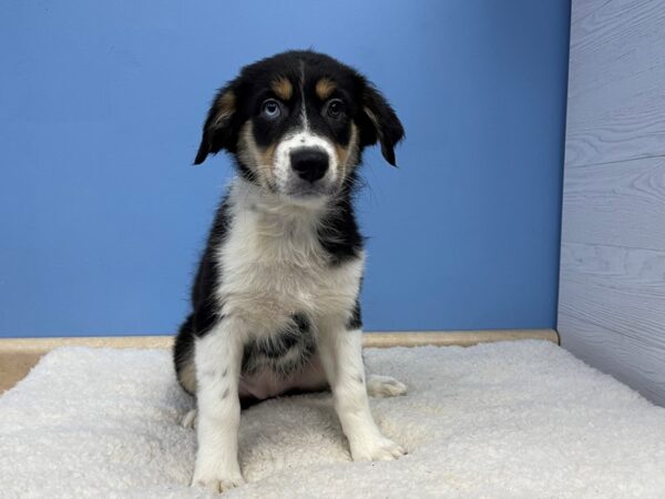 Australian Shepherd DOG Female Black 21473 Petland Batavia, Illinois