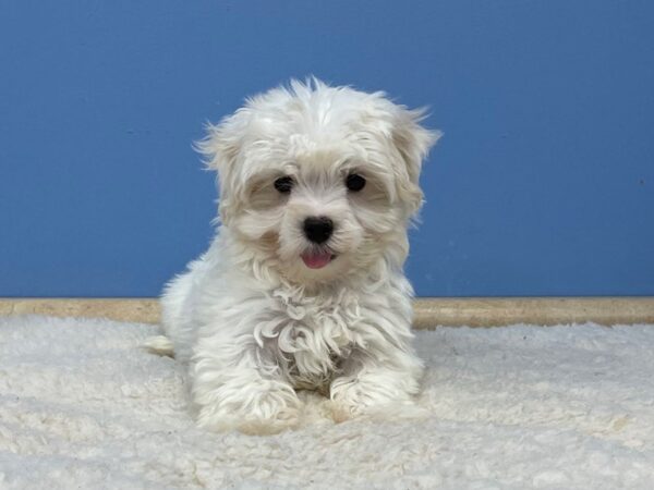 Maltese Dog Male White 21505 Petland Batavia, Illinois