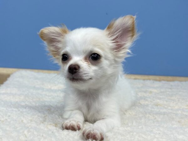 Chihuahua Dog Male White 21504 Petland Batavia, Illinois