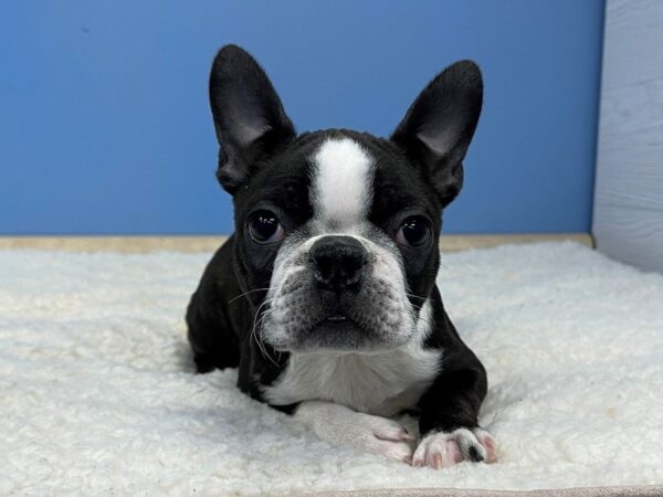 Boston Terrier DOG Female Black Brindle / White 21503 Petland Batavia, Illinois