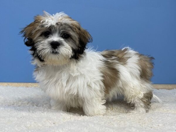 Teddy Bear DOG Female Brown / White 21498 Petland Batavia, Illinois