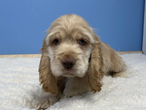 Cocker Spaniel DOG Male Buff 21496 Petland Batavia, Illinois