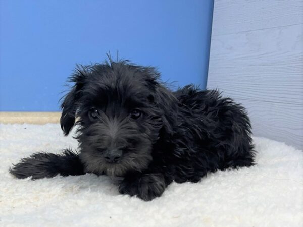 Miniature Schnauzer Dog Male Black 21493 Petland Batavia, Illinois