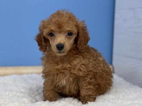 Poodle Mini DOG Male Red 21491 Petland Batavia, Illinois