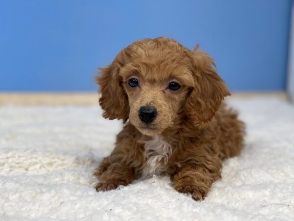 Poodle Mini DOG Male Red 21490 Petland Batavia, Illinois