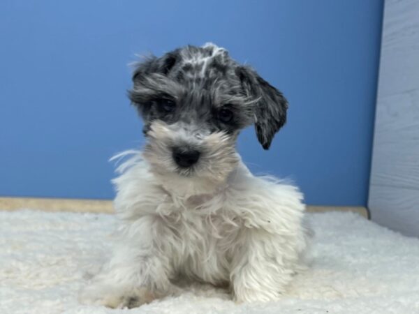 Miniature Schnauzer Dog Male Blue Merle 21482 Petland Batavia, Illinois