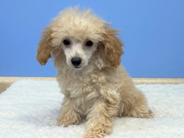 Poodle Mini DOG Female Cream 21506 Petland Batavia, Illinois