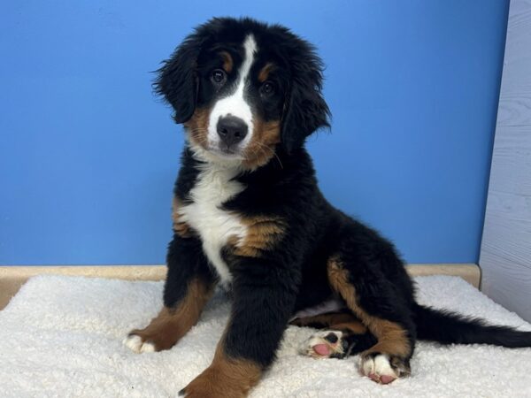 Bernese Mountain Dog DOG Male Black Rust / White 21502 Petland Batavia, Illinois