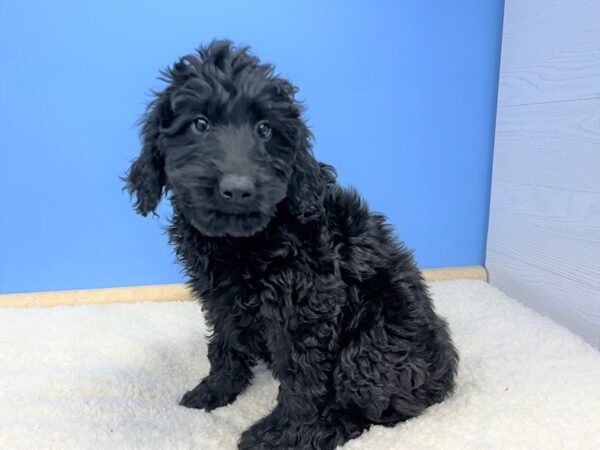 Goldendoodle-DOG-Female-Black-21500-Petland Batavia, Illinois