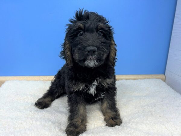 Goldendoodle-Dog-Male-Black, Tan Markings-21501-Petland Batavia, Illinois