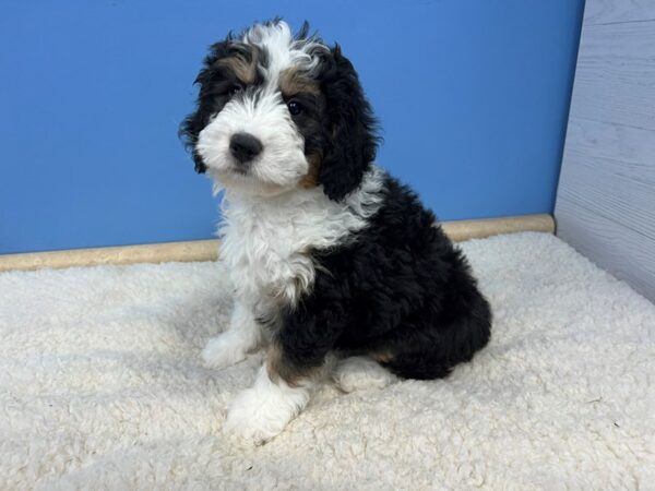Bernedoodle Mini-DOG-Female-Black and White, Tan Points-21508-Petland Batavia, Illinois