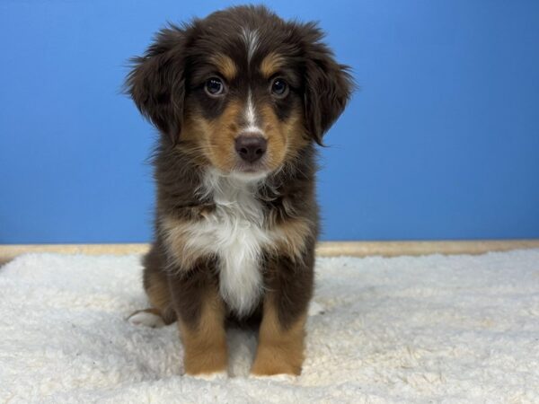 Miniature American Shepherd DOG Female Red 21518 Petland Batavia, Illinois