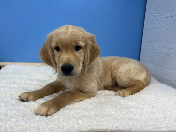 Golden Retriever DOG Male Golden 21516 Petland Batavia, Illinois