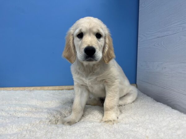 Golden Retriever Dog Male Light Golden 21515 Petland Batavia, Illinois