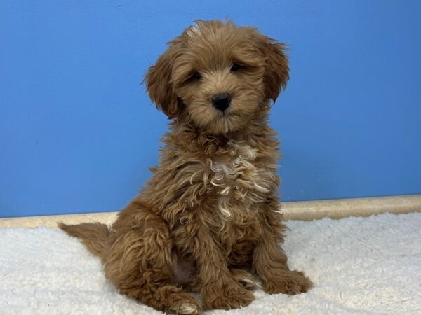 Goldendoodle Mini 2nd Gen DOG Male Light Red 21513 Petland Batavia, Illinois