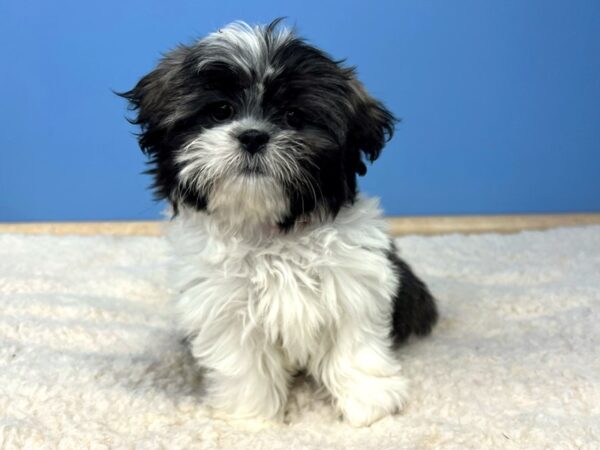 Shih Tzu Dog Female Brown 21520 Petland Batavia, Illinois