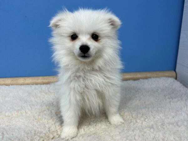 American Eskimo Dog Dog Female White 21514 Petland Batavia, Illinois