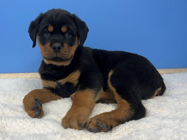 Rottweiler Dog Male Black / Tan 21519 Petland Batavia, Illinois