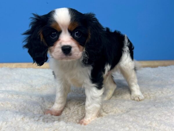 Cavalier King Charles Spaniel-Dog-Male-Tri-Colored-21521-Petland Batavia, Illinois