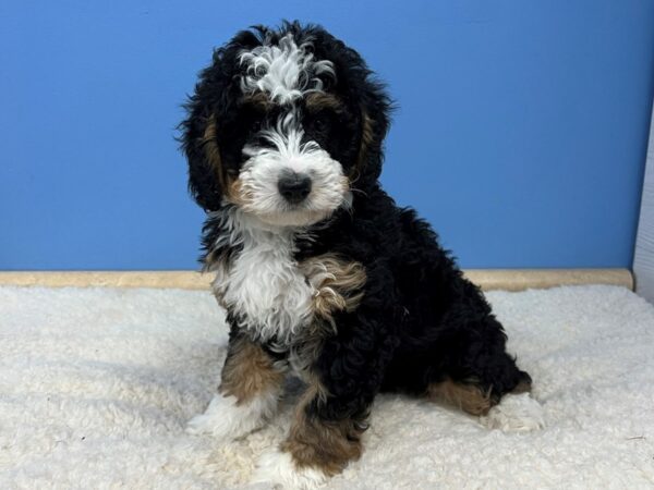 Bernedoodle Mini-DOG-Male-Black and White, Tan Points-21510-Petland Batavia, Illinois