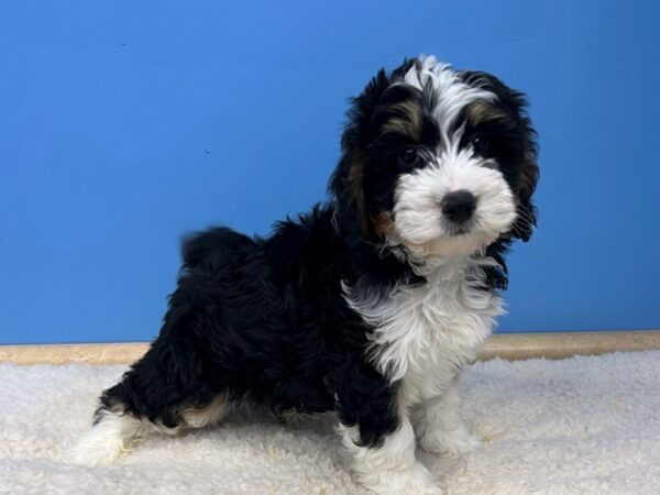 Bernedoodle Mini-DOG-Male-Black and White, Tan Points-21509-Petland Batavia, Illinois