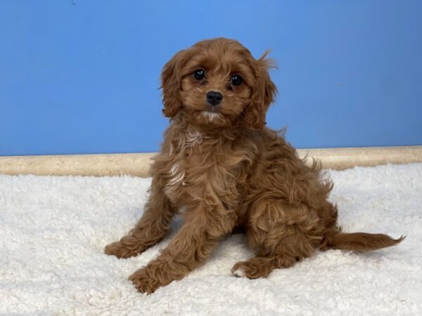 Cava Poo Dog Female Red 21531 Petland Batavia, Illinois