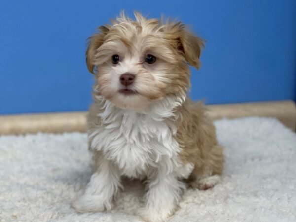 Havanese Dog Male Gold 21530 Petland Batavia, Illinois