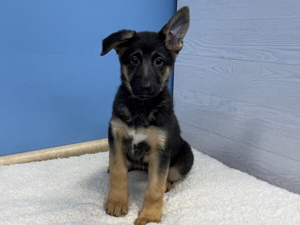 German Shepherd Dog Dog Female Black 21522 Petland Batavia, Illinois