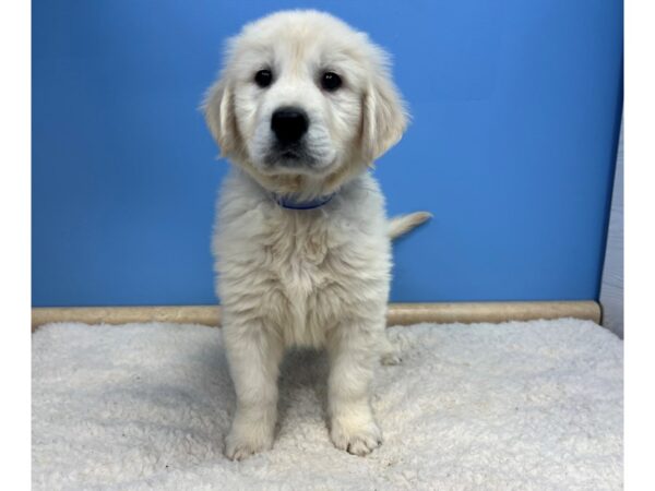 Golden Retriever Dog Male Cream 21538 Petland Batavia, Illinois