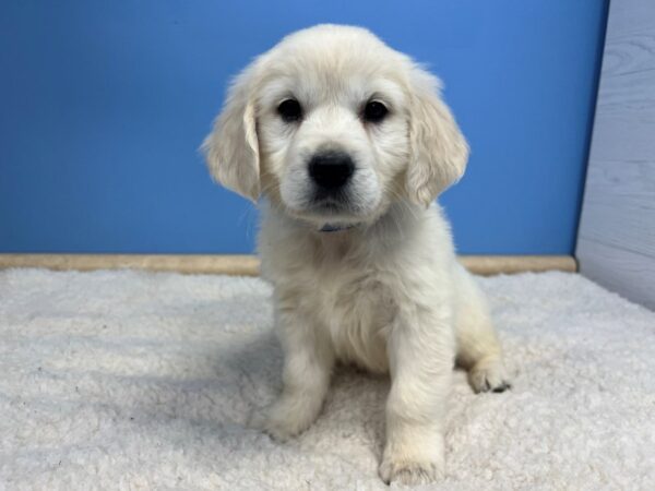 Golden Retriever Dog Female Cream 21539 Petland Batavia, Illinois