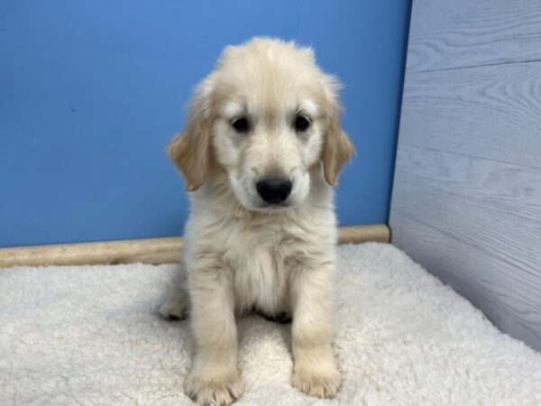 Golden Retriever Dog Male Light Golden 21535 Petland Batavia, Illinois