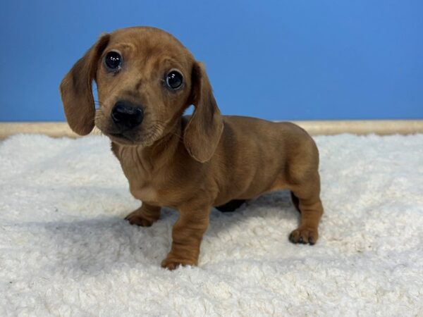 Dachshund Dog Male Red 21540 Petland Batavia, Illinois