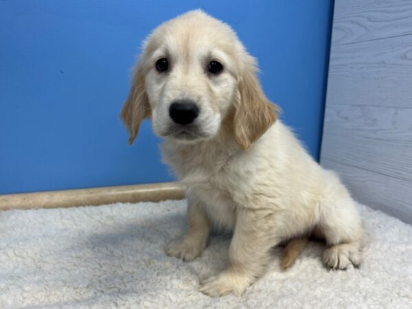 Golden Retriever Dog Male Light Golden 21536 Petland Batavia, Illinois