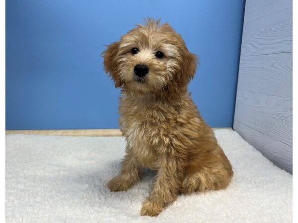 Goldendoodle Mini 2nd Gen Dog Female Light Red 21541 Petland Batavia, Illinois