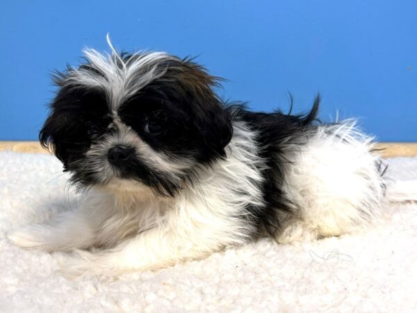 Shih Tzu Dog Male 21549 Petland Batavia, Illinois