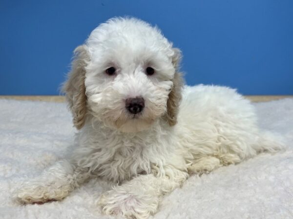 Poodle Mini Dog Male White 21548 Petland Batavia, Illinois