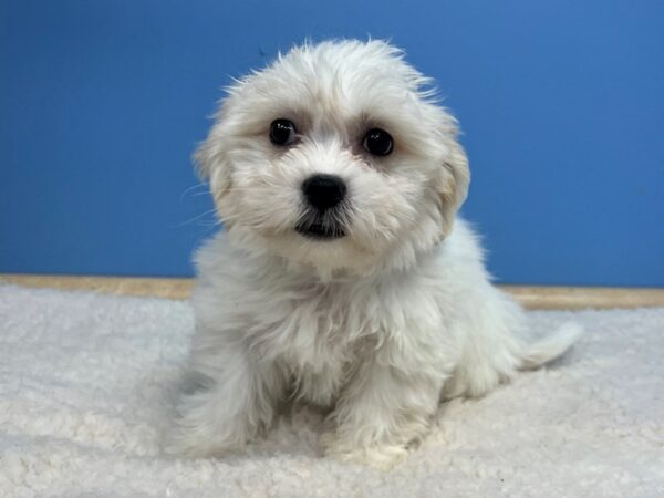 Teddy Bear Dog Female White 21547 Petland Batavia, Illinois