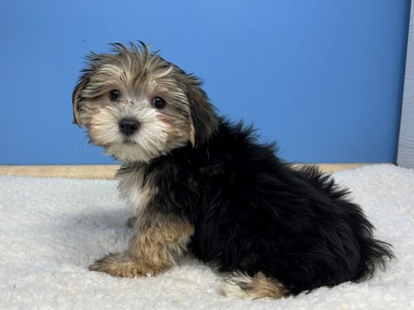 Morkie Dog Male Black / Tan 21545 Petland Batavia, Illinois