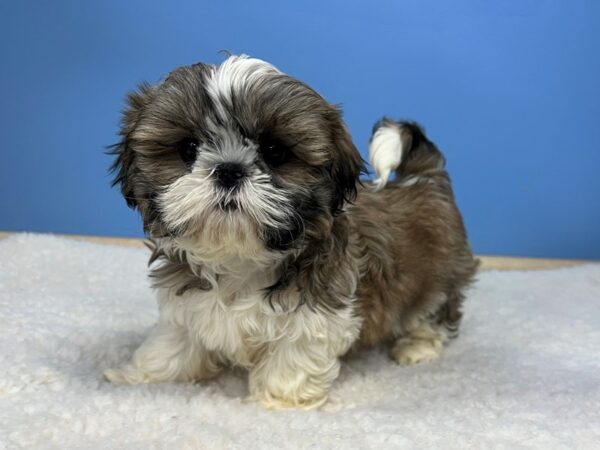 Shih Tzu Dog Female Gold / White 21544 Petland Batavia, Illinois