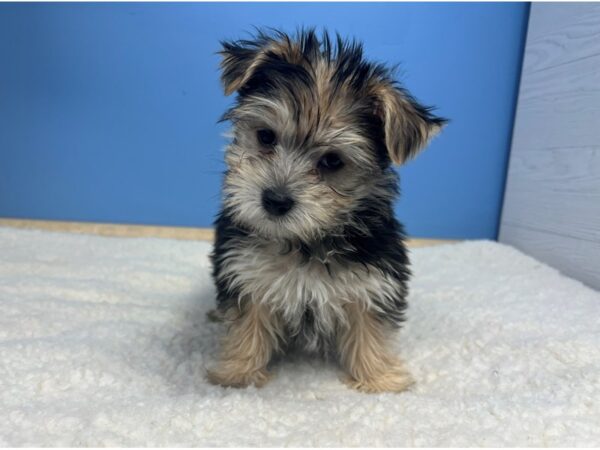 Morkie Dog Male Black / Tan 21552 Petland Batavia, Illinois