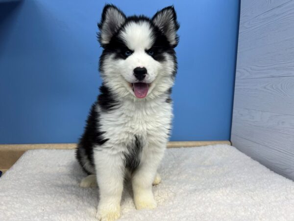 Siberian Husky Dog Male Black / White 21558 Petland Batavia, Illinois