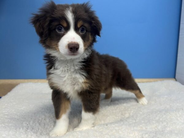 Miniature American Shepherd Dog Male Red 21556 Petland Batavia, Illinois