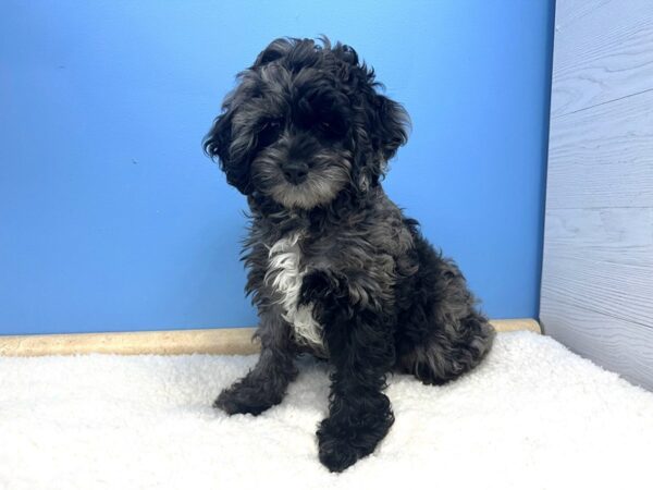 Cock A Poo-Dog-Male-Blue Merle, White Markings-21550-Petland Batavia, Illinois