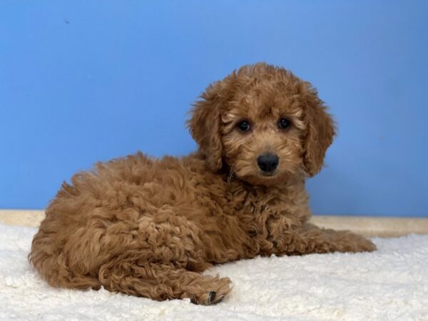 Goldendoodle Mini 2nd Gen Dog Female Red 21488 Petland Batavia, Illinois