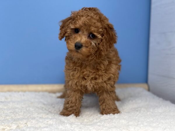 Goldendoodle Mini 2nd Gen Dog Female Red 21487 Petland Batavia, Illinois